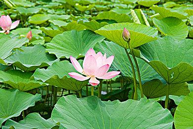 《勇者斗恶龙10离线版》DLC“沉睡的勇者与引导的盟友”宣传片 跟随本篇同步推出